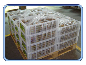 SmartPac XP0 UL30&nbsp;&nbsp;Value Plastic Crtaes & Boxes