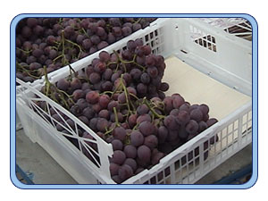 SmartPac XPO UL40&nbsp;&nbsp;value plastic crates