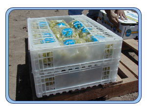 SmartPac XPO6210&nbsp;&nbsp;Value Plastic Crates plastic Boxes, Trays Crates, Baskets, BINS.
