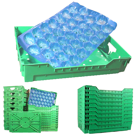 FRUIT TRANSPORT TRAYS&nbsp;&nbsp;