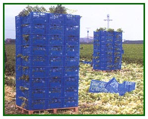ZUBIA&nbsp;&nbsp;Plastic Crtae